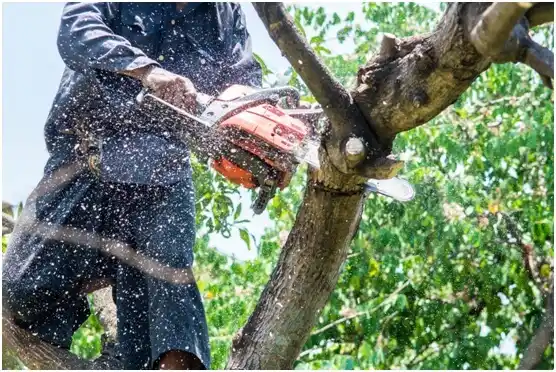 tree services Laurens